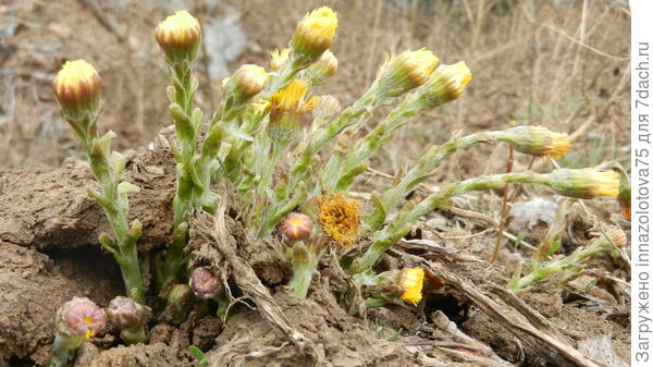 Мать -и- мачеха