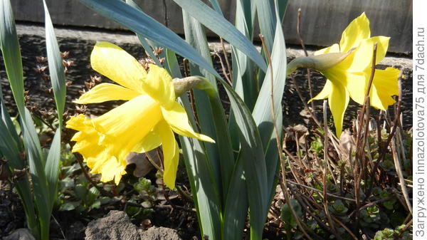 Первый нарцисс