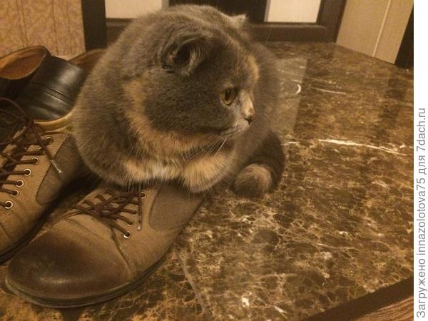 Любимое место отдыха Бони - на обуви.