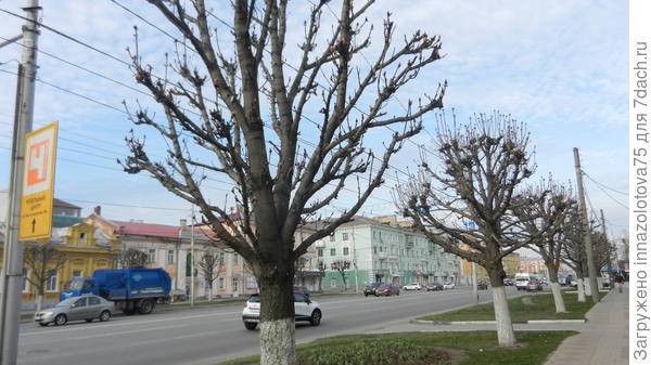 Каштаны вдоль дороги в центре города.