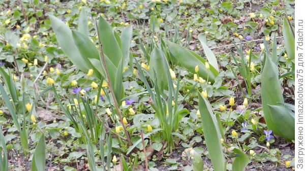 А у кого-то на даче в приорете жёлтый цвет!