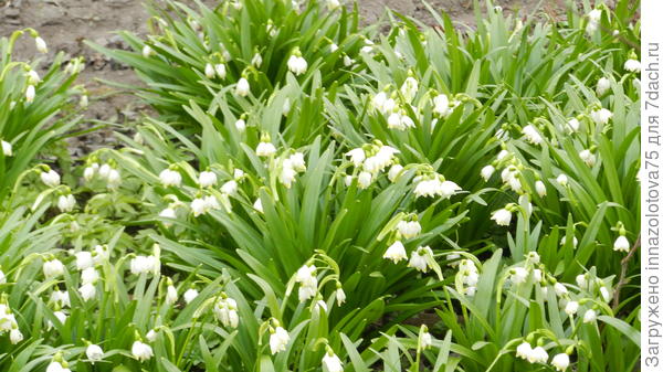 Сплошное очарование!