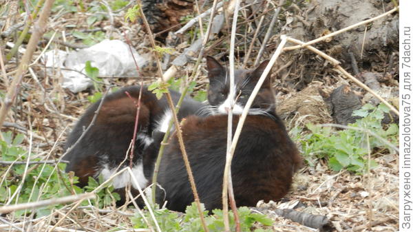 Кто смел потревожить нас?