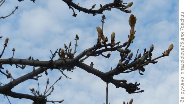 А вот вроде она же уже сегодня, 13 апреля, чувствуете разницу? Весна...