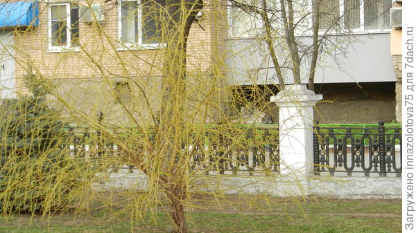 Рушаночка, специально для Вас - маленькая плакучая ива!