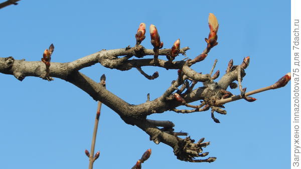 Ветка каштана 8 апреля.