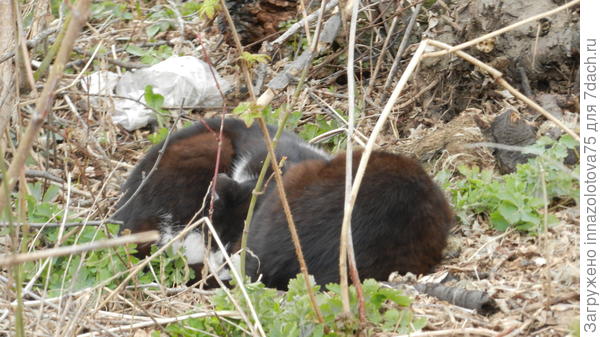 Сон на обочине.