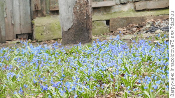 Целая полянка галантусов!