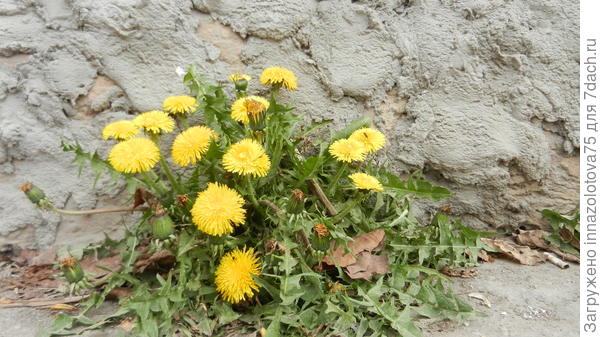 Одуванчиков уже море!!!!!