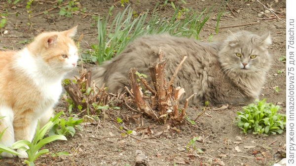 Кошачьи посиделки и полежалки.