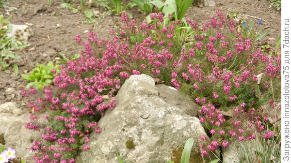 Эрика цветёт ещё пышнее!