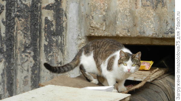 Ещё один из кошачьего трио! Взгляд говорит: " Мы тебя не знаем!!!!"