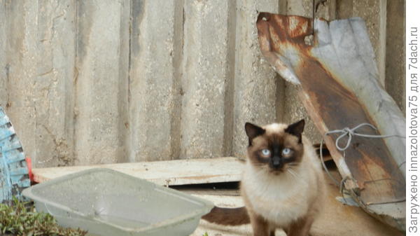 Пристальный взгляд.