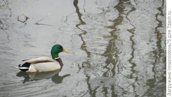 Селезень борозит просторы пруда.