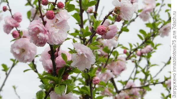 С днём Рождения, Рушаночка!