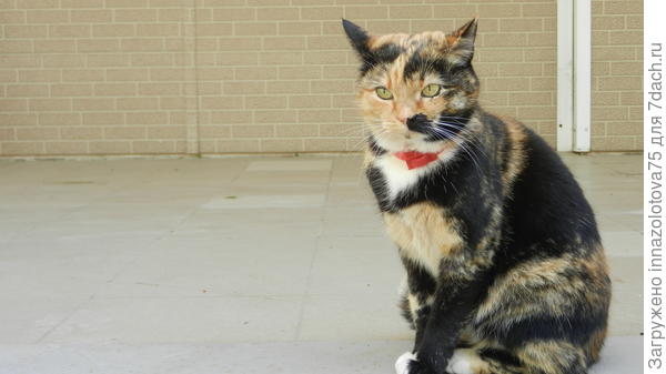 Кошечка, которая так Вам понравилась, думаю с удовольствием присоединяется к поздравлениям!