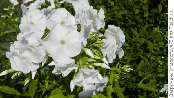 Флокс белого цвета. Уже можно тоже разделить и затем посадить с цветными, как и Татьяны.