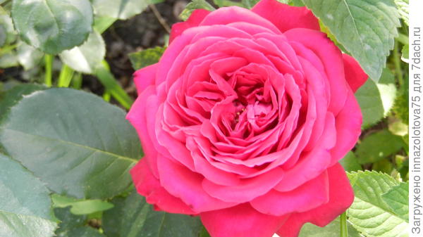 Роза сорта " Софи Лорен" у знакомой по даче.