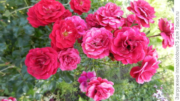 Розы на клумбе в городе