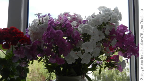 Букет с флоксами.