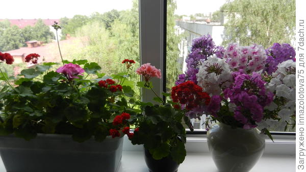 Вазу с флоксами специально придвинула к герани.