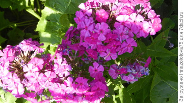 Флокс соседки.