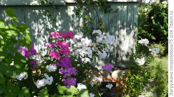 Посмотрите , что придумала моя соседка!!! Посадила в одну ямку сразу три расцветки и получился такой яркий кустик!!!!!