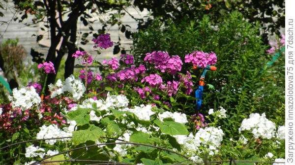 Сочетание сирененых и белых флоксов.