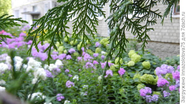 Просто представьте : вся придомовая территория засажена флоксами!