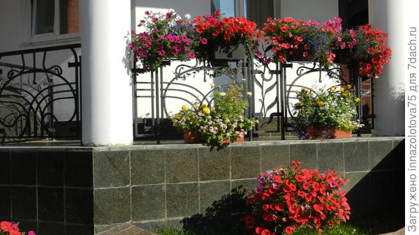 Любителям петуньи