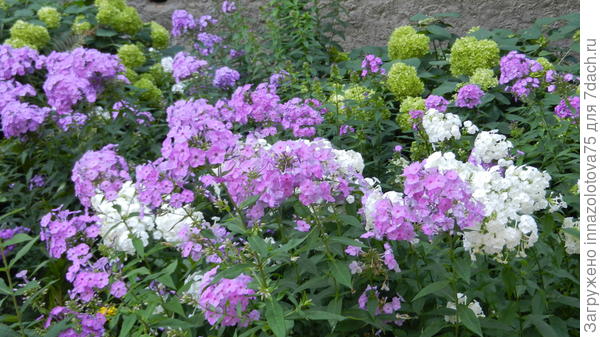 Такого количества флоксов я ещё никогда не видела!