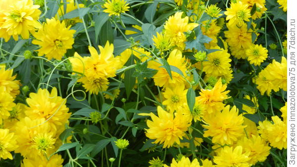 Золотые шары.