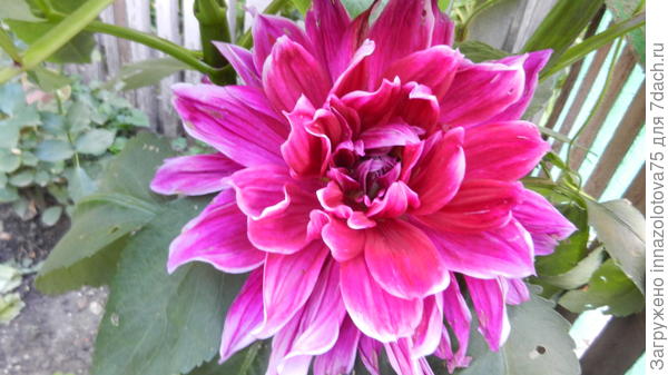 Огромный георгин