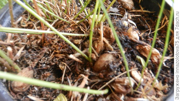 поверхность земли в горшке