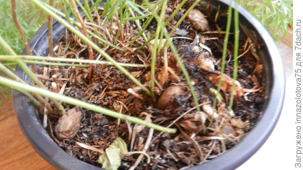 вот так выглядит цветок