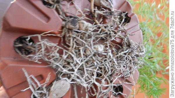 выпирающие корни из горшка