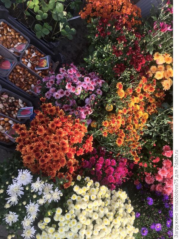 Вот такие хризантемы продаются на рынке!