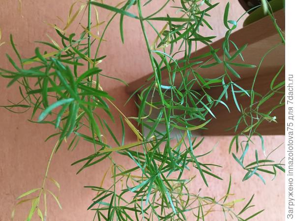 Сейчас аспарагус выглядит так