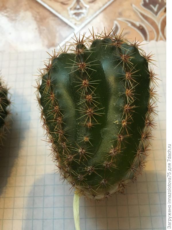 Вот как выглядит здоровый эхинопсис!!!!