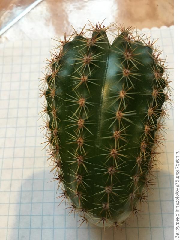 Посмотрите какой блестящий!!!!