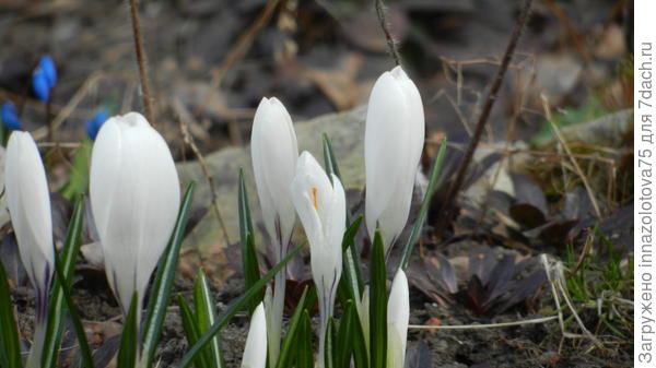 Обожаю цветы белого цвета