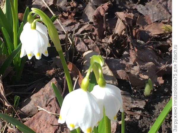 Вот какой он у нас!!!!!