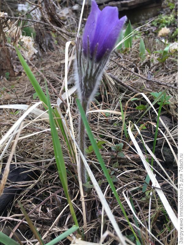 Первое цветение прострела на даче.