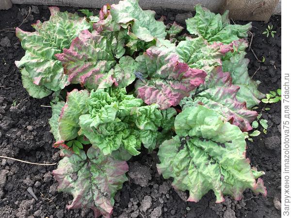 Общий вид всего кустика с красными листьями.