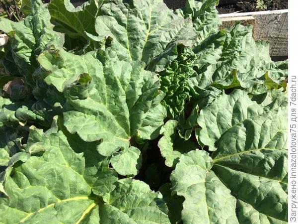 От покраснения на листьях не осталось и следа