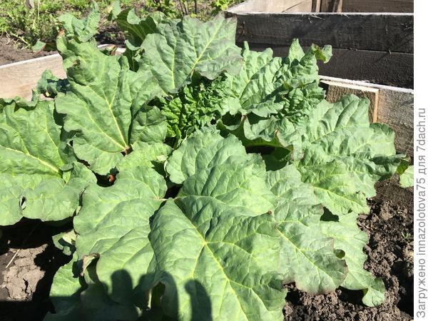 Кустик ревня 8 мая