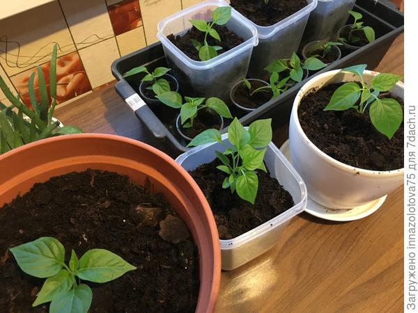Горшочки , как и советовали на сайте : и огромные , и поменьше!!!!