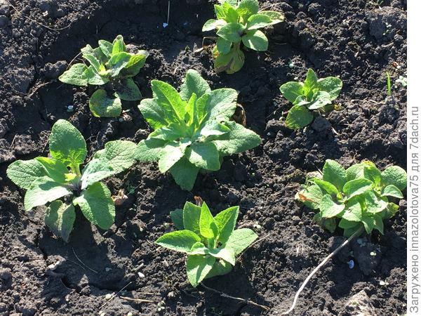 Получилось 2 кружка, сегодня туда ещё штук 7 подсадила.