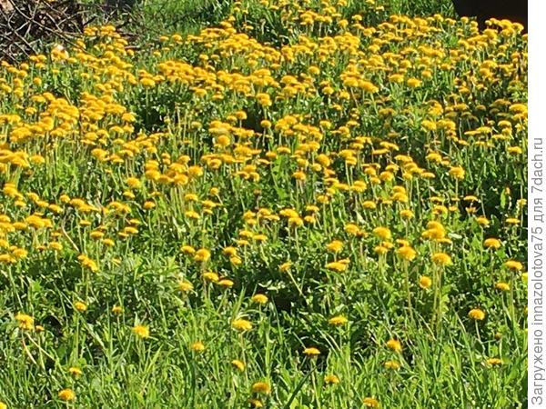 Соседний участок. Скоро будет десантирование сорняков на мой участок