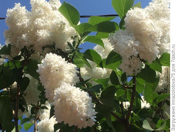 Полюбуйтесь, какая красавица!!!